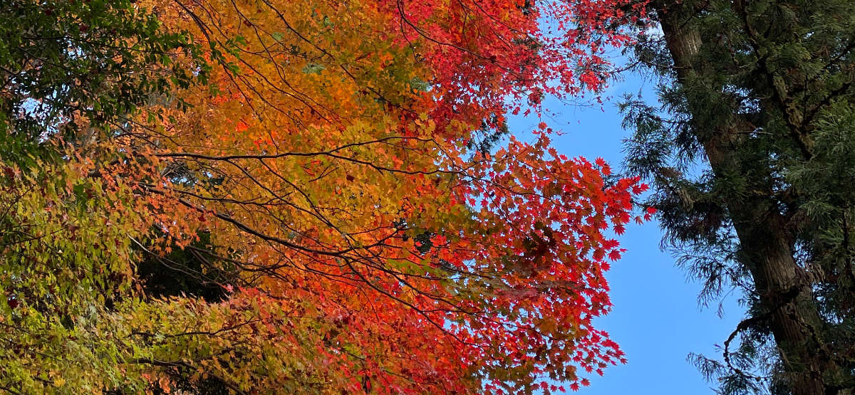 Mid-color foliage changing